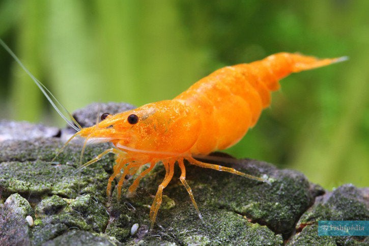 🦐 Oranje garnalen (Neocaridina), Kreeft, Krab of Garnaal