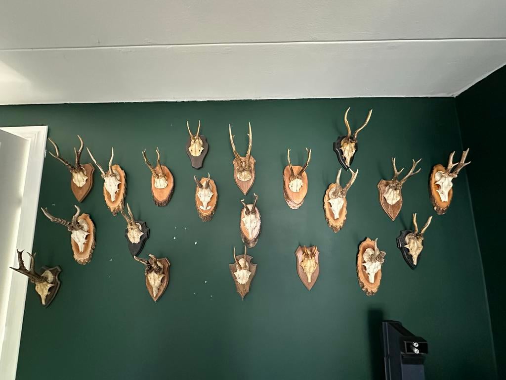 20 Ree Geweien op Schild - Decoratieve Jacht Trofeeën, Ophalen, Gebruikt