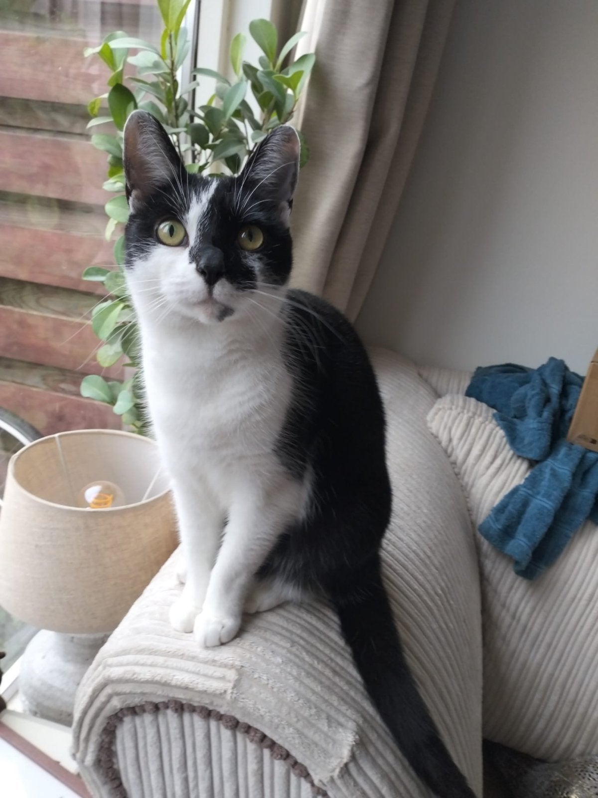 Gratis, Dieren en Toebehoren, Poes