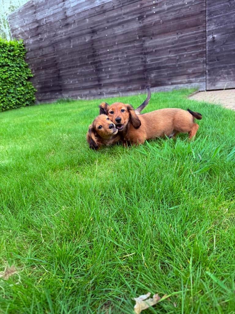 Lieve langharige dwergteckels te koop, Dieren en Toebehoren, Honden | Teckels en Dashonden, Parvo, België, Particulier, 8 tot 15 weken