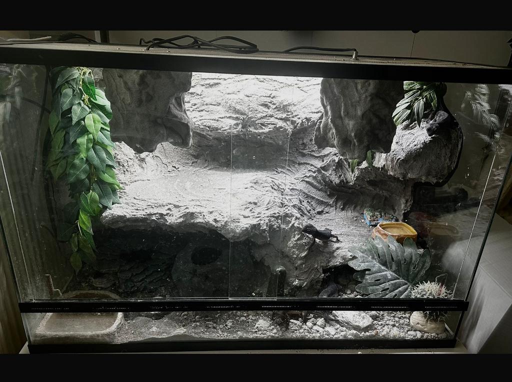 Terrarium met achterwand en inhoud/spullen in terrarium, Ophalen, Zo goed als nieuw, Terrarium of Paludarium