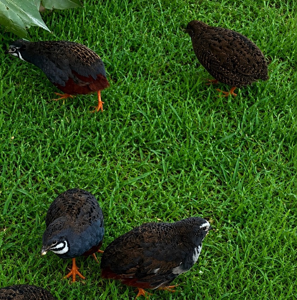 Paartje chinese dwergkwartels natuurbroed, Dieren en Toebehoren, Vogels | Overige Vogels, Meerdere dieren