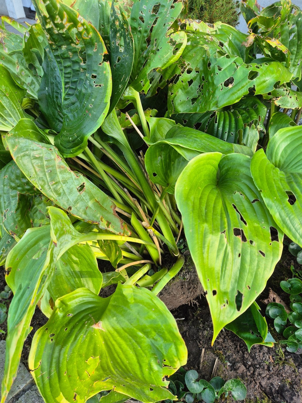 hosta grootbladig, Vaste plant, Halfschaduw, Zomer, Ophalen