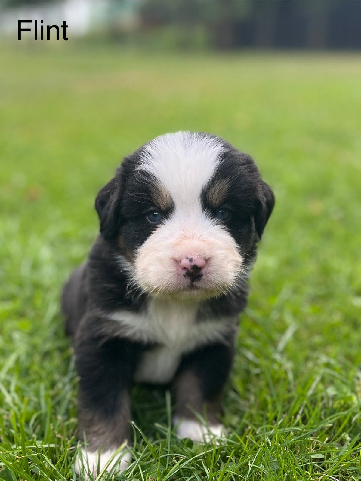 Bernersennen pups, Parvo, 8 tot 15 weken, Meerdere, Meerdere dieren