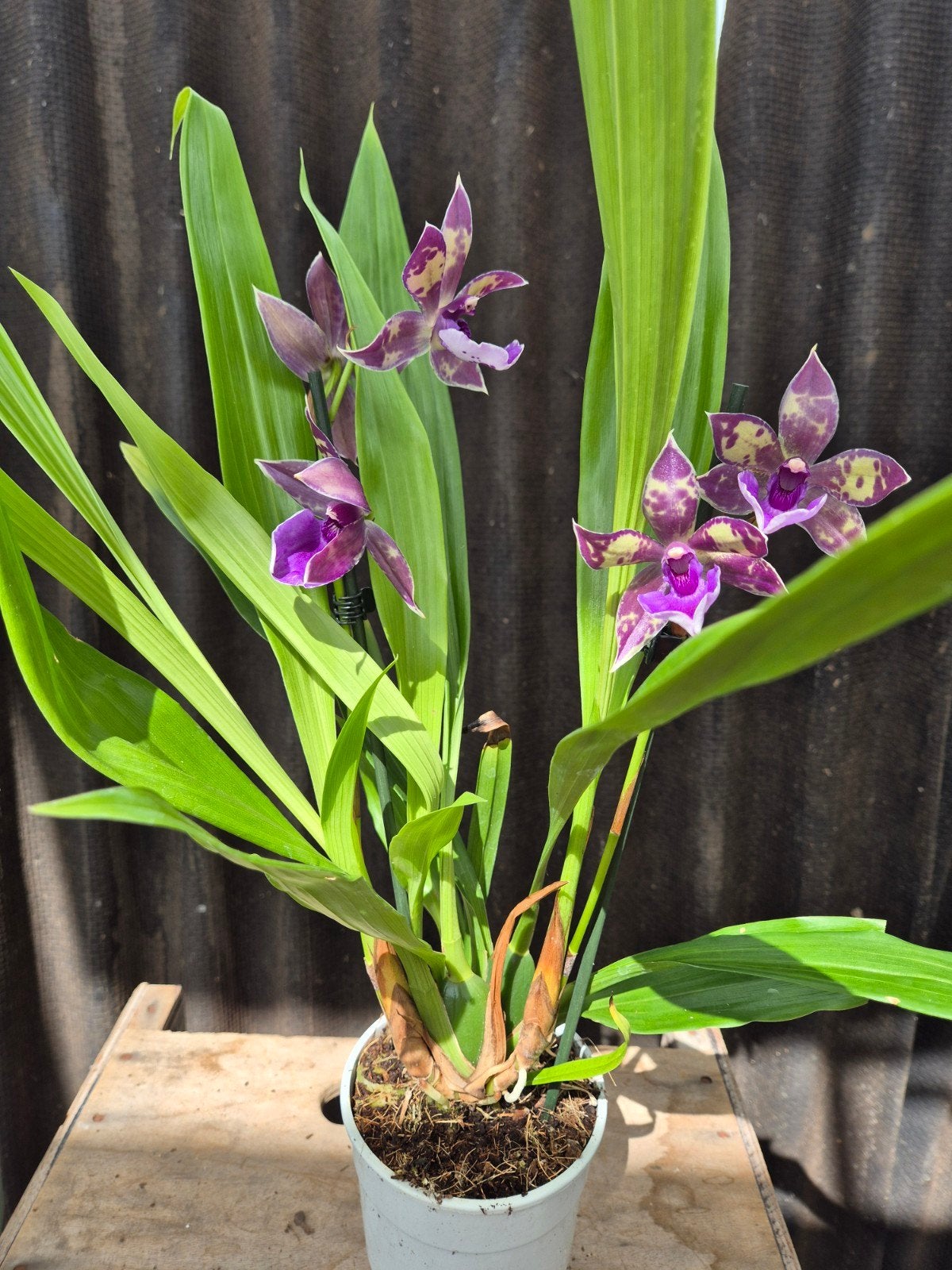 Orchidee Zygopetalum 'Trozy Blue' p12 (4)