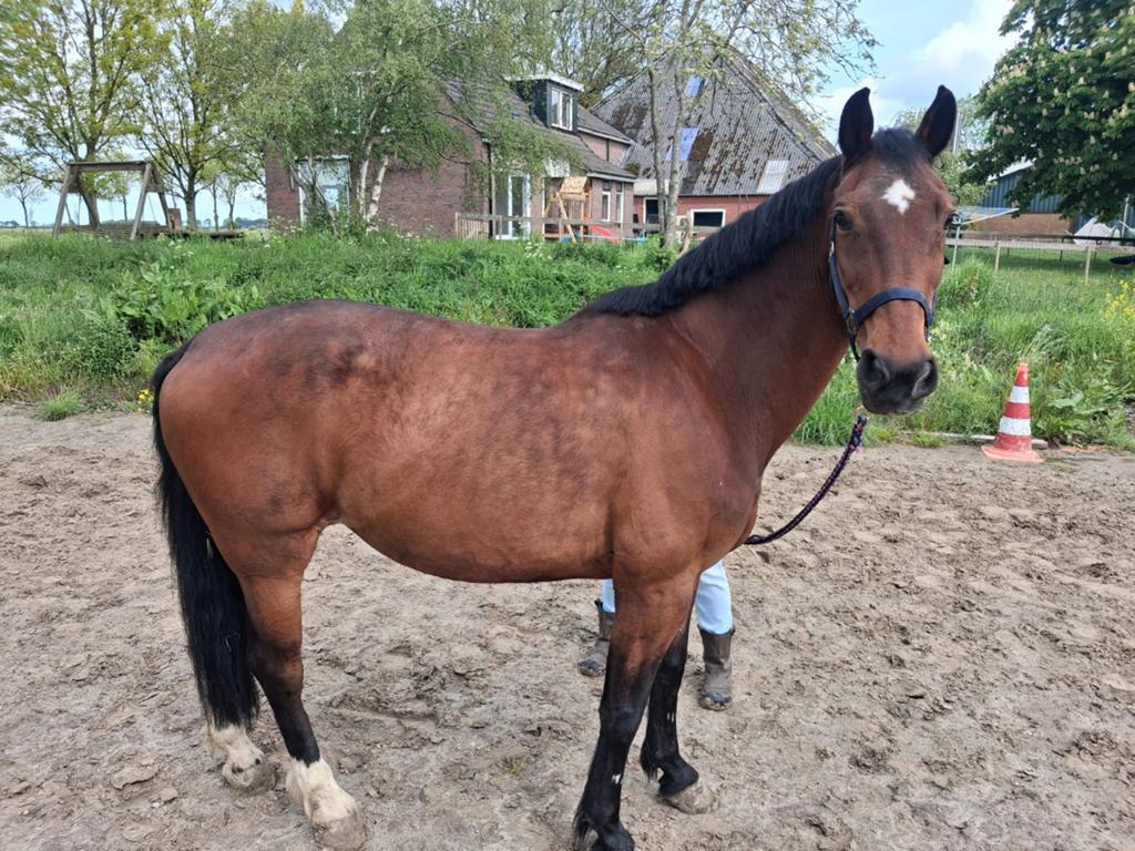 Mooie E pony, Dieren en Toebehoren, Met stamboom, Zadelmak, 11 jaar of ouder, Recreatiepony