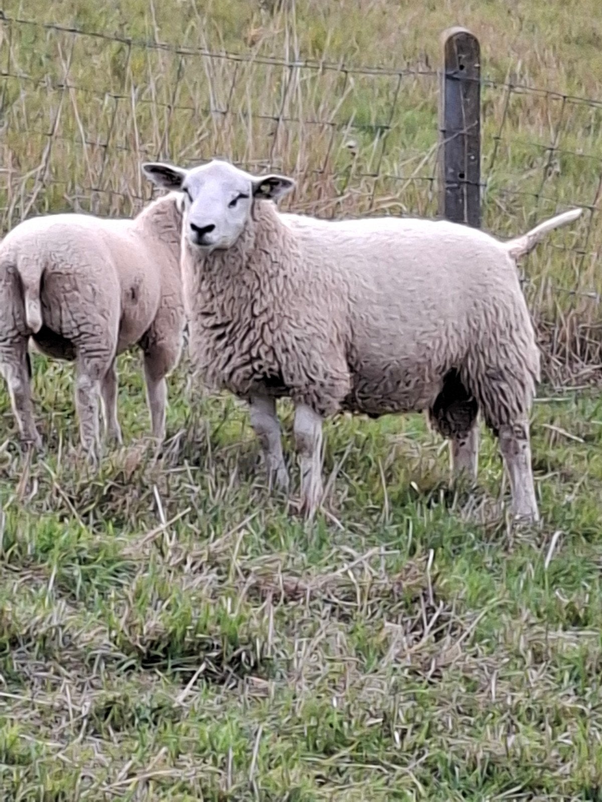 Dekrammen, Dieren en Toebehoren, Schapen, Geiten en Varkens, Mannelijk, Schaap, 0 tot 2 jaar