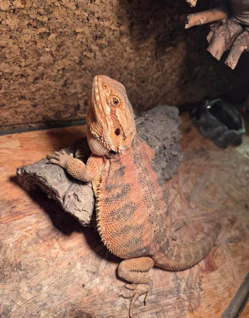 Baardagaam incl accessoires, terrarium ( en eventeeul kast) Bearded Dragon - unknown for sale from dees