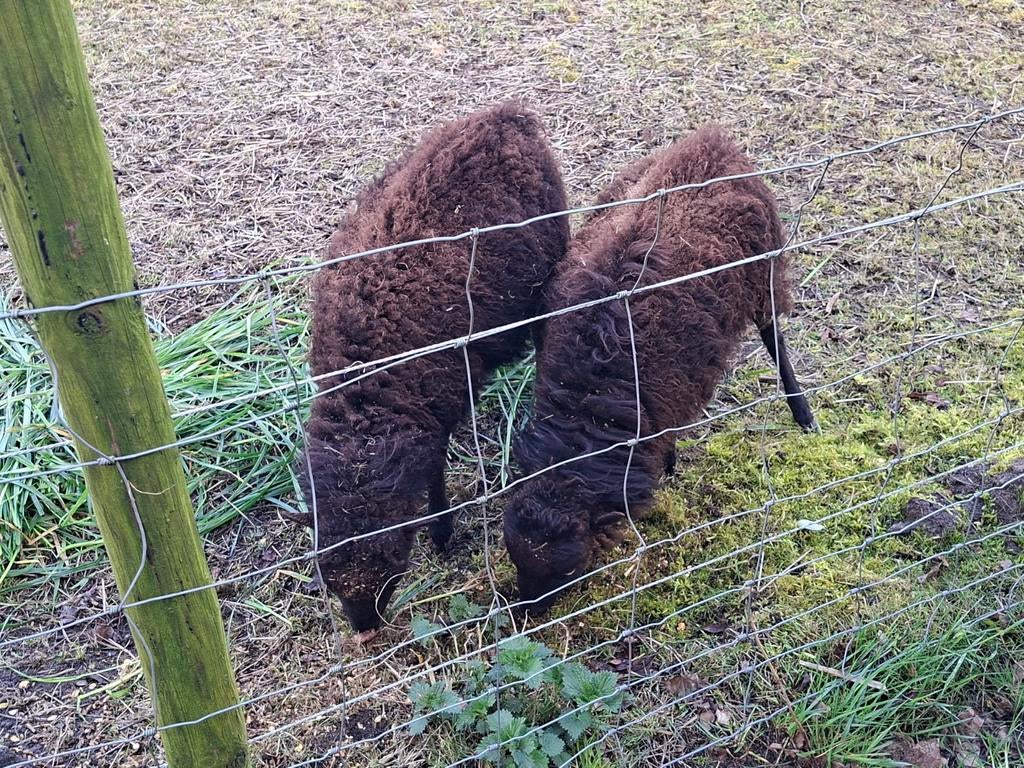 2 ouessantschaapjes ooi 2 jaar oud, Dieren en Toebehoren, Vrouwelijk, Schaap