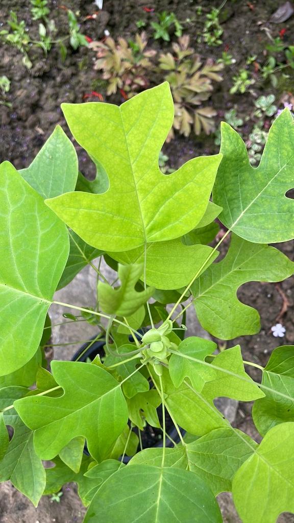 Te koop: biologische, jonge boom Liriodendron Tulipifera, Overige soorten, Lente, Minder dan 100 cm, Volledige schaduw