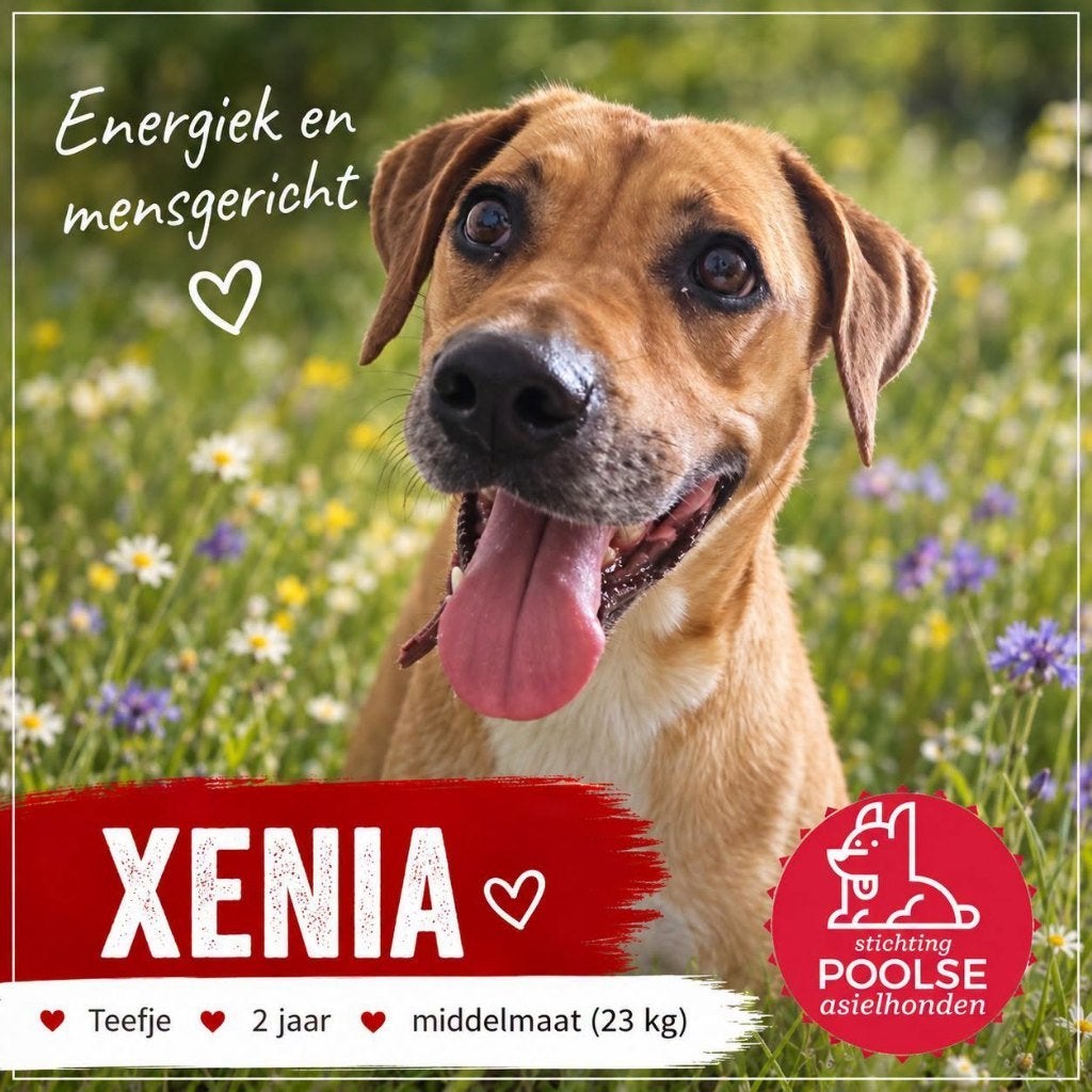 Xenia te bezoeken in Rotterdam, zoekt een aktief baasje., Particulier, 1 tot 2 jaar, Buitenland, Teef
