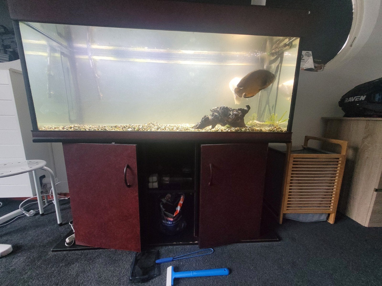 Heel mooi aquarium en vissen!, Dieren en Toebehoren, Ophalen, Overige typen, Overige merken, Zo goed als nieuw