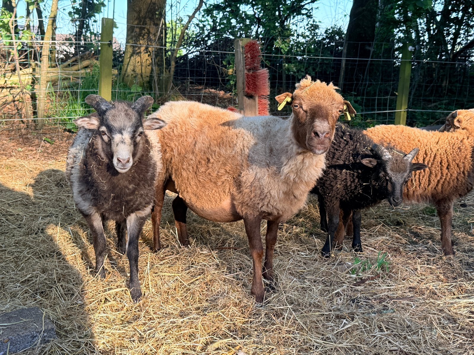 2 Skudde rammen te koop, Dieren en Toebehoren, Schapen, Geiten en Varkens, Mannelijk, Schaap
