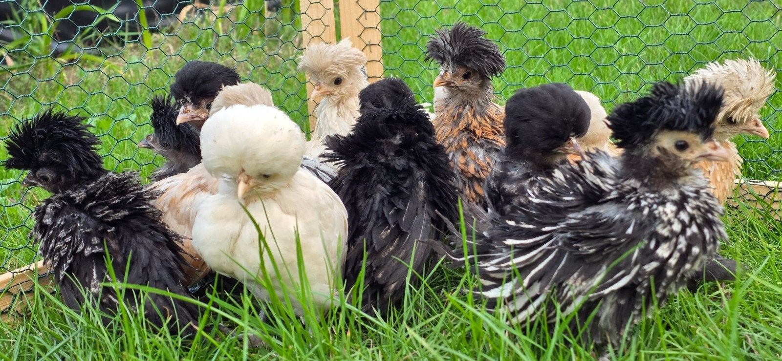 padua kuikens te koop ongesext krulveer en gladveer, Dieren en Toebehoren, Pluimvee, Meerdere dieren, Kip