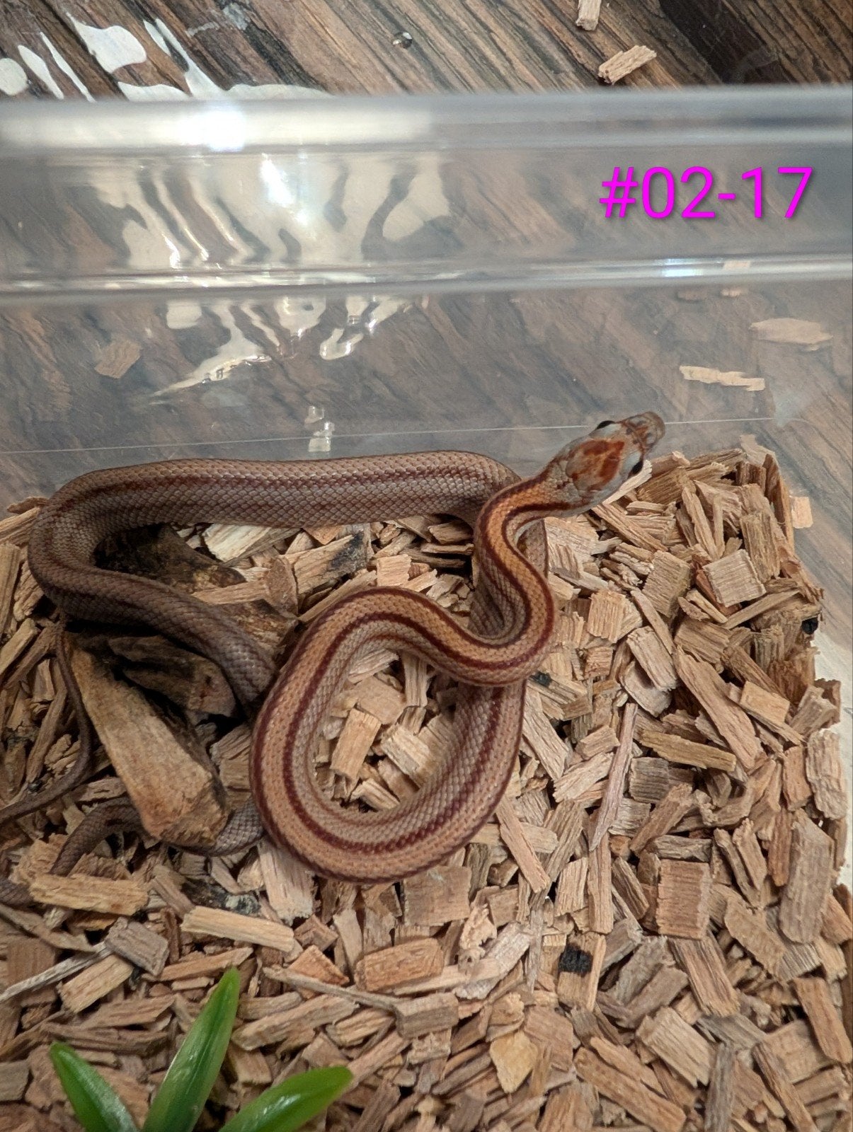 Schitterende diffused korenslangen/rattenslangen Corn Snake photo 15