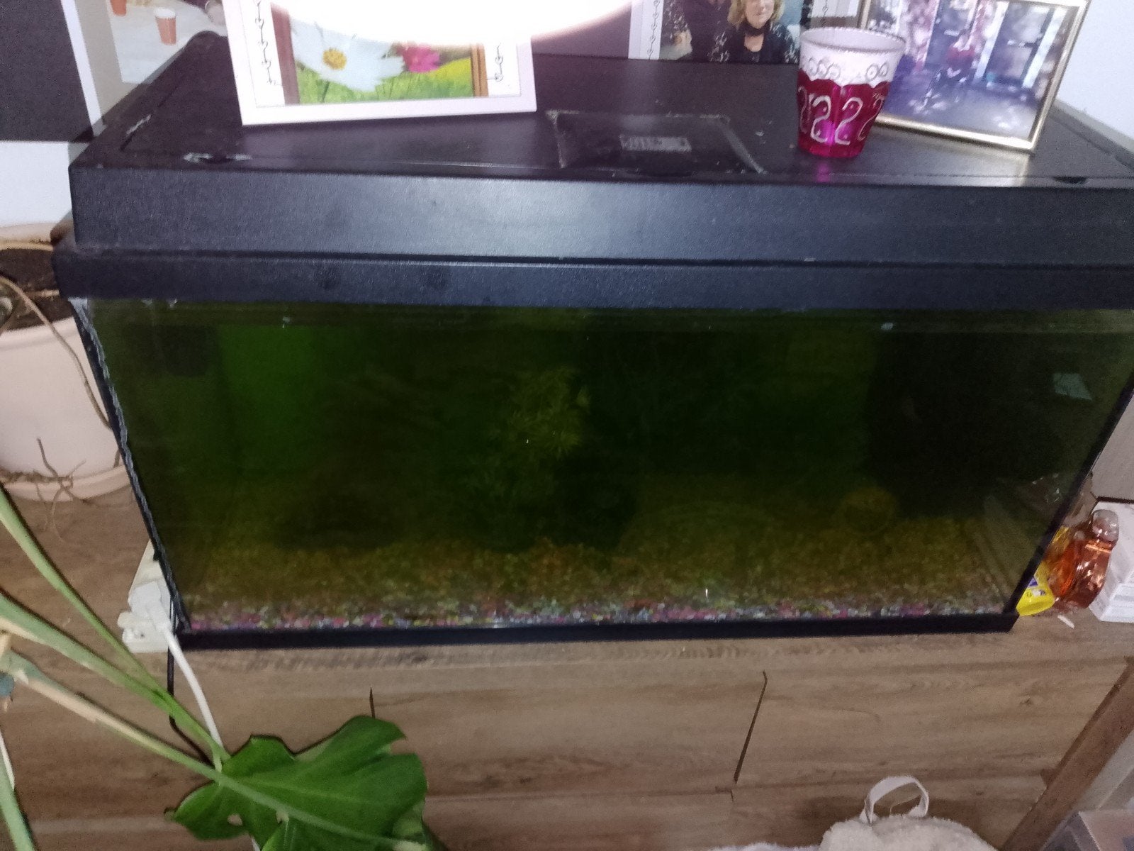 aquarium, Ophalen, Inclusief toebehoren, Gebruikt, Decoratie