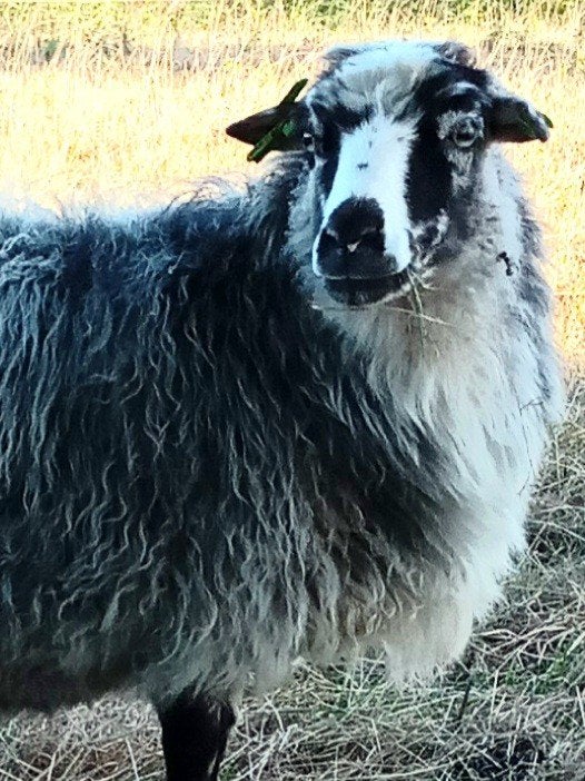 Skudde ooi, Vrouwelijk, Schaap