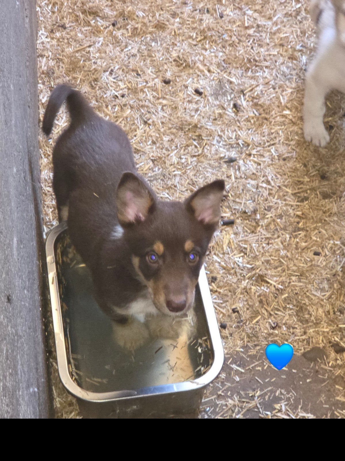 Prachtige Welsh corgi Cardigan pups, Parvo, België, Fokker | Hobbymatig, 8 tot 15 weken