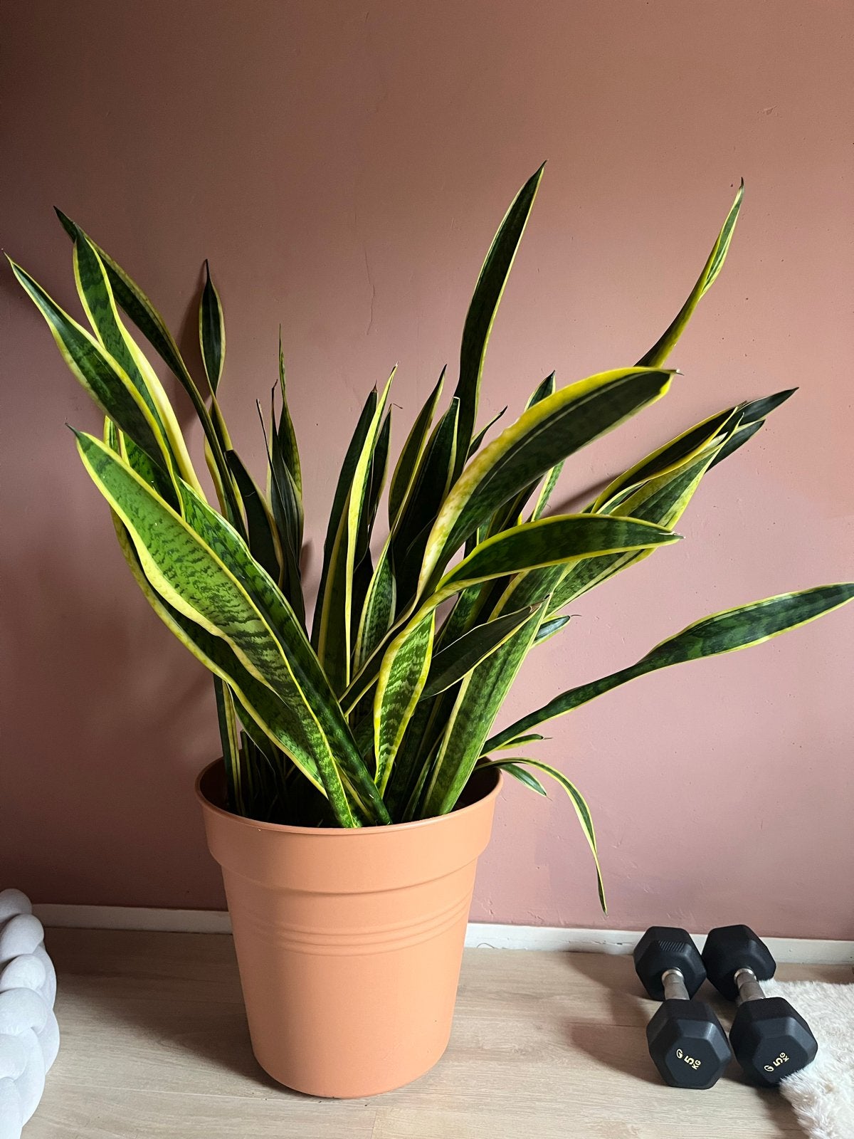 Grote Vrouwentong (Sansevieria) - 115cm hoog, Ophalen, 100 tot 150 cm, Overige soorten, Halfschaduw