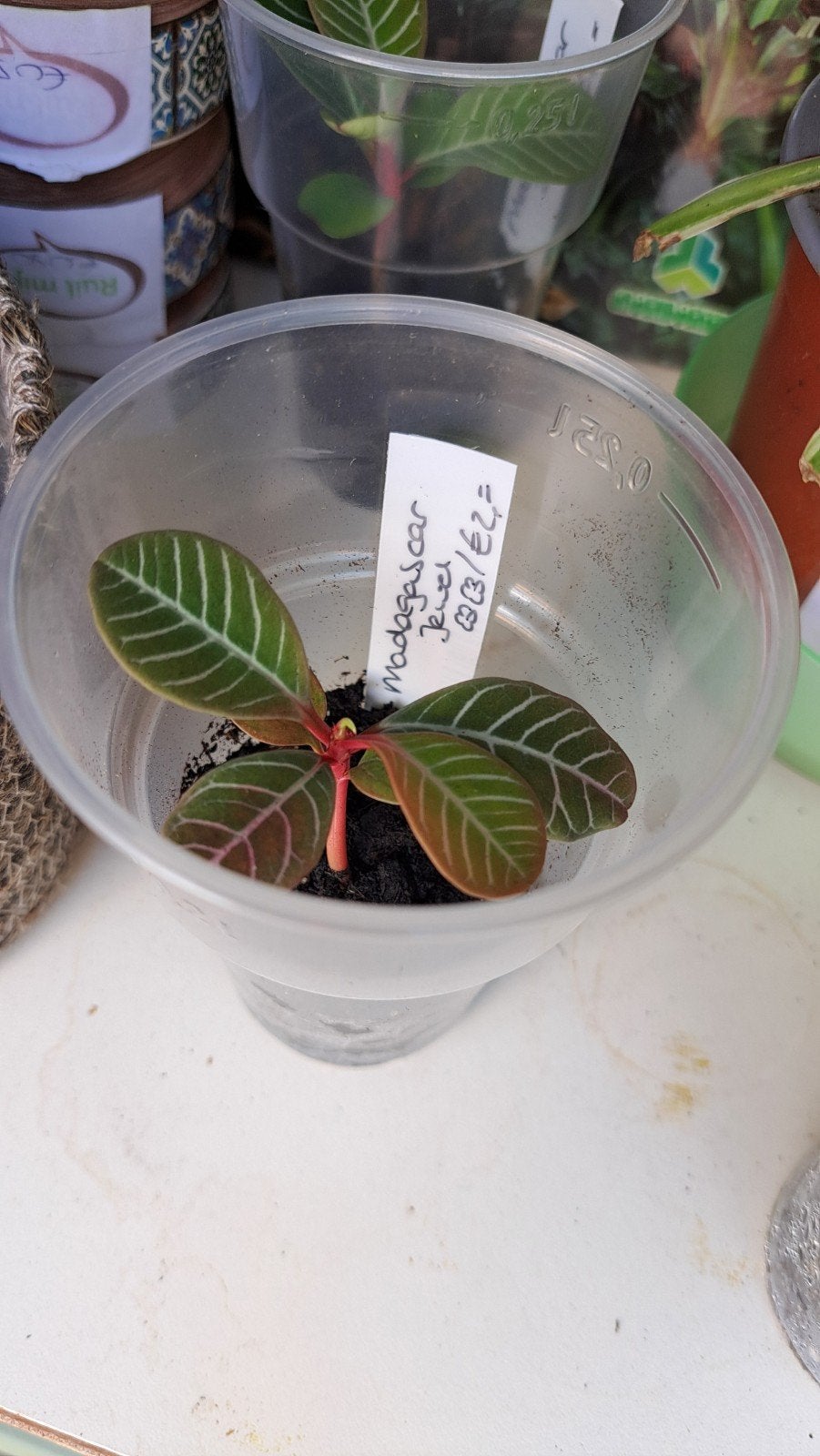 Madagascar Jewel, Huis en Inrichting, Kamerplanten, Ophalen, Halfschaduw, Minder dan 100 cm