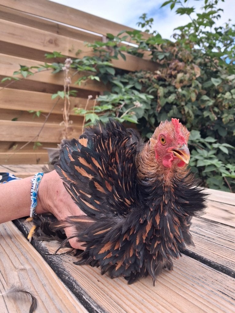 Haan (Cochin kriel), Dieren en Toebehoren, Mannelijk, Kip