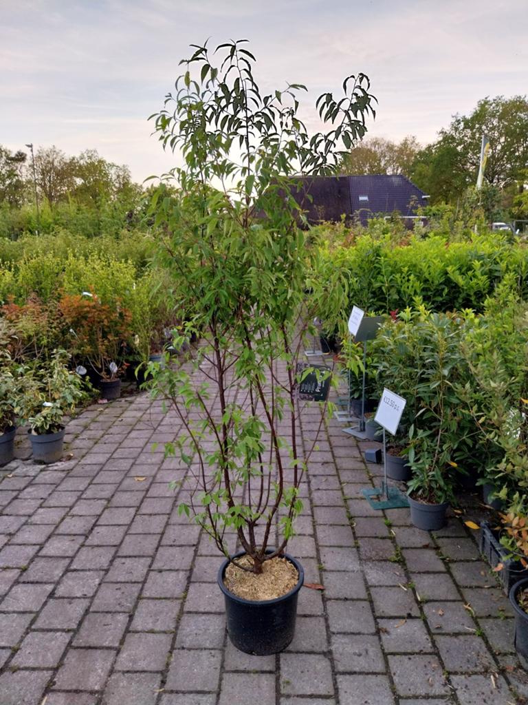 Prunus Serrula - Sierkers met opvallende bast, Ophalen, Siergrassen, Volle zon
