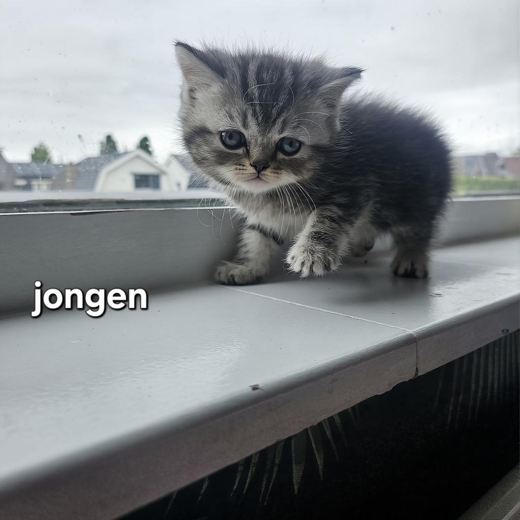Britse Korthaar kittens., Meerdere dieren, Ontwormd, 0 tot 2 jaar