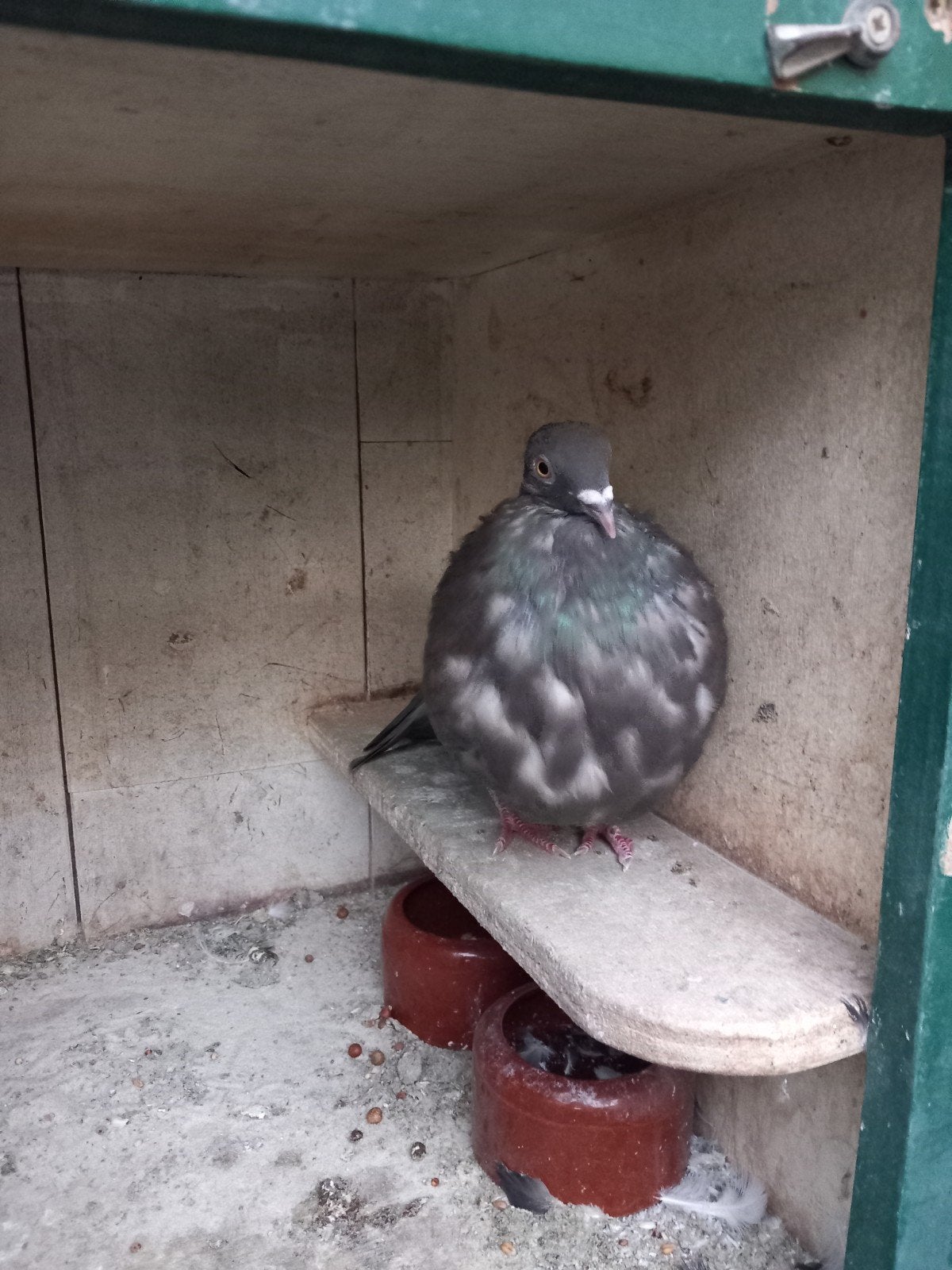 kropper duivin, Dieren en Toebehoren, Vrouwelijk, Kropper