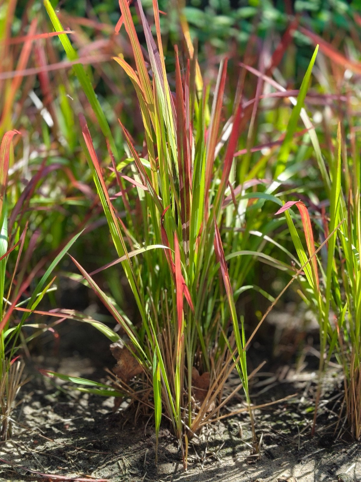 Bloedgras, Tuin en Terras, Ophalen, Bodembedekkers, Volle zon, Vaste plant