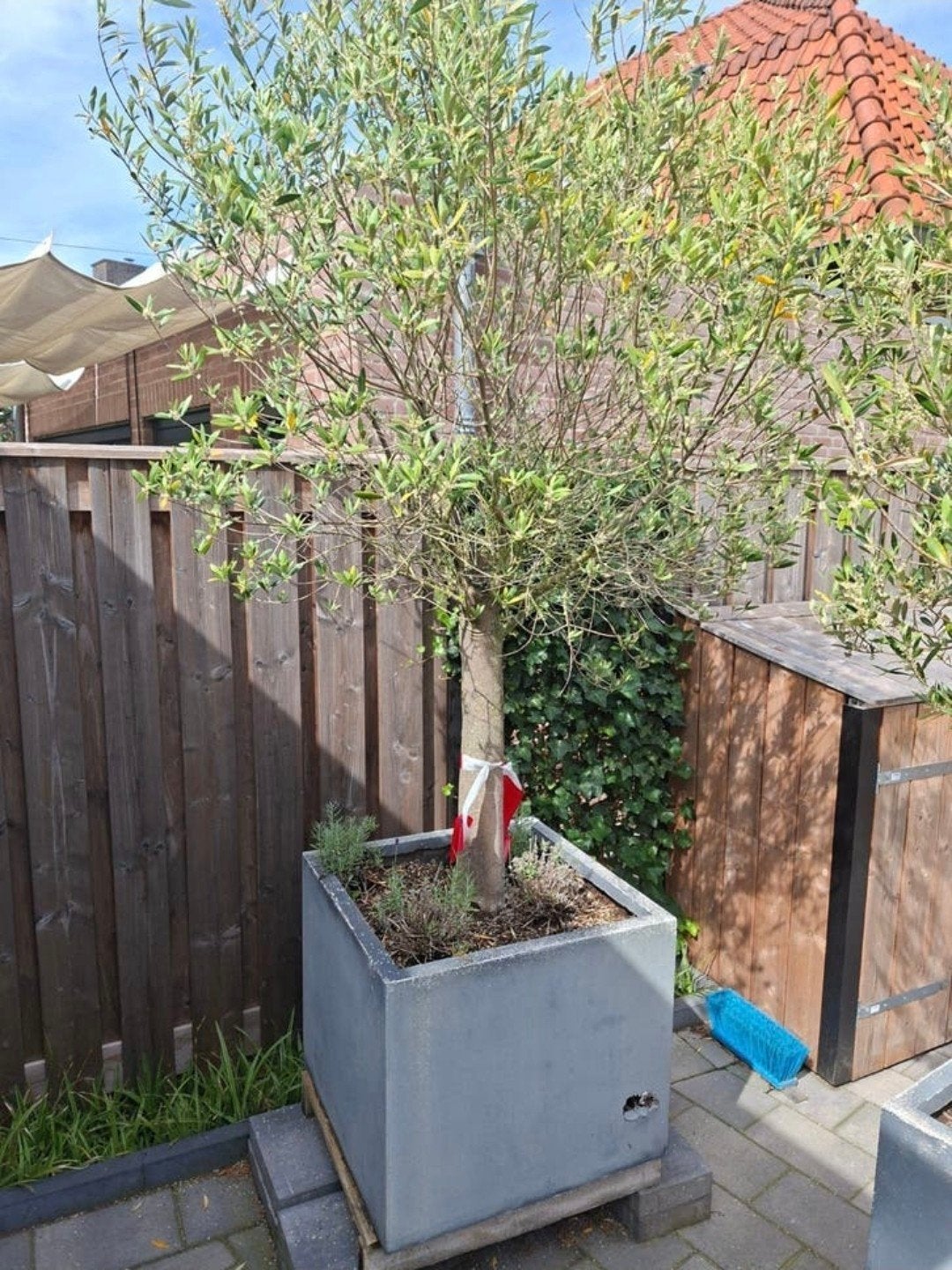Mooie grote olijfboom te koop., 100 tot 250 cm, Olijfboom, Zomer, Ophalen