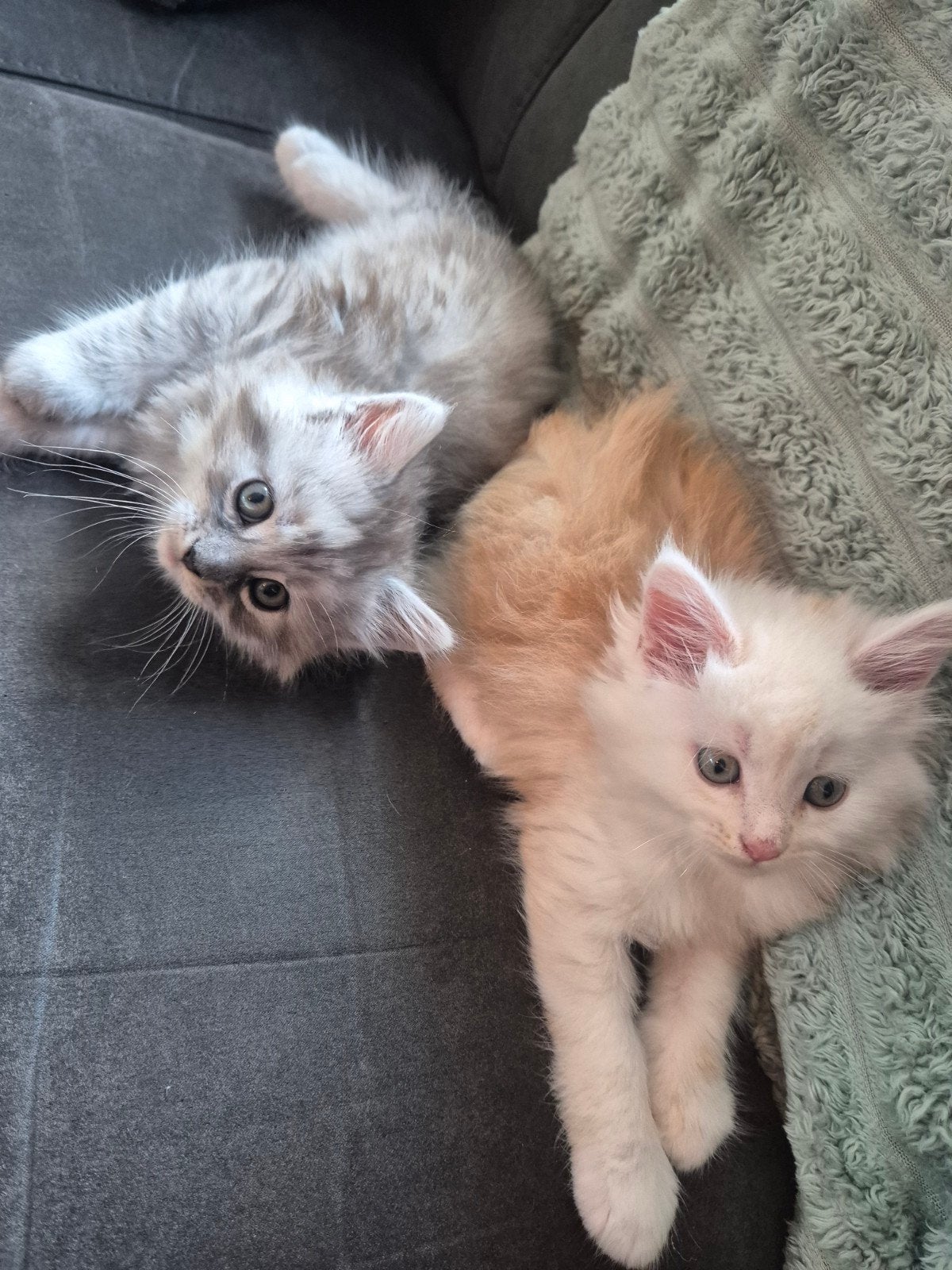 Maine-coon kittens, Meerdere dieren, Ontwormd, 0 tot 2 jaar