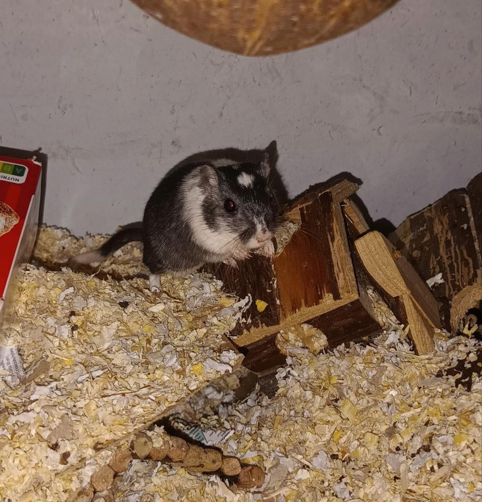 Huisje gezocht voor gerbil mannetje op zoek naar maatje, Dieren en Toebehoren, Knaagdieren, Februari, Mannelijk, Overige typen