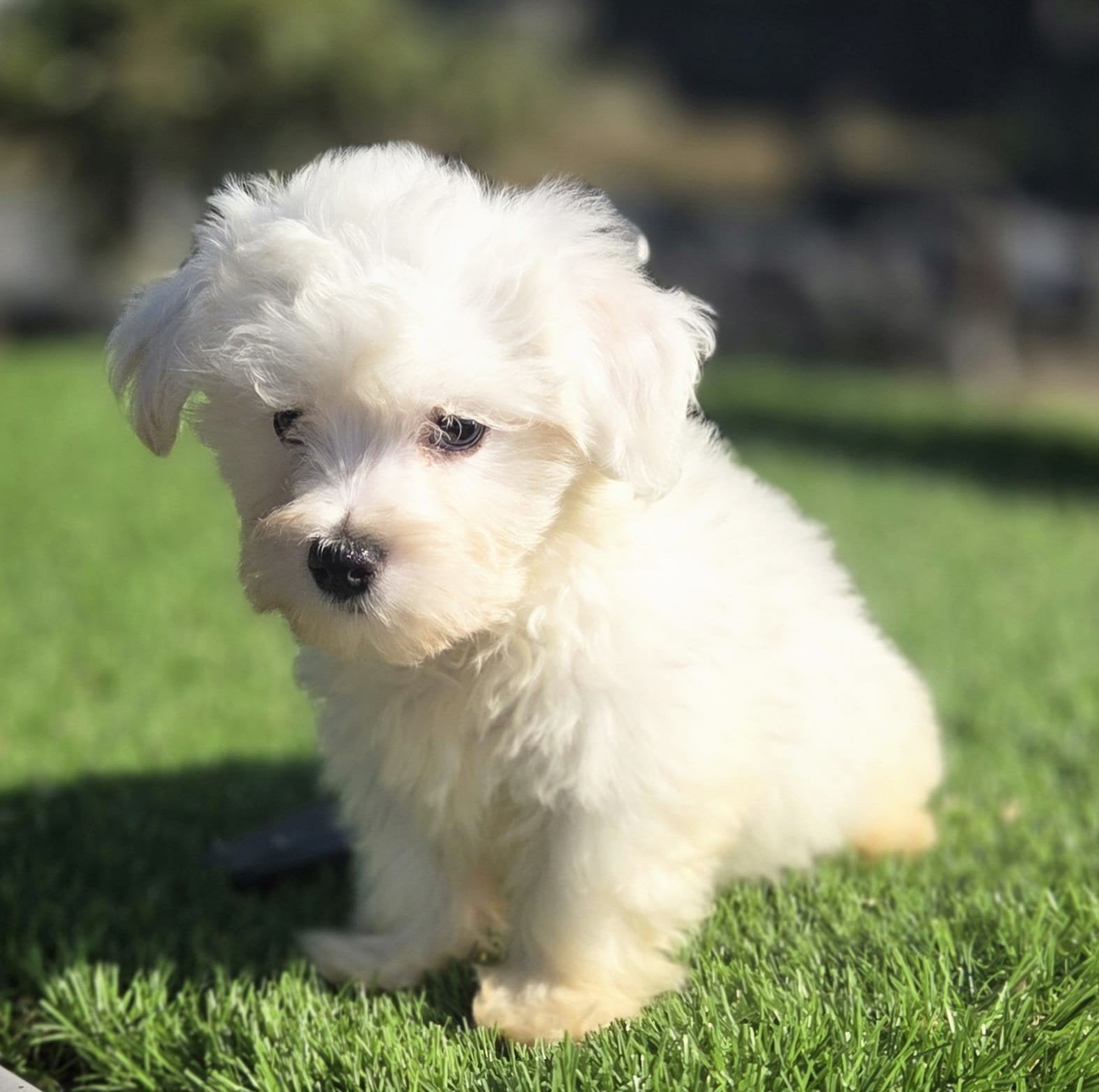 te koop leuke Maltezer pups, Dieren en Toebehoren, Parvo, Nederland, Overige rassen, 8 tot 15 weken