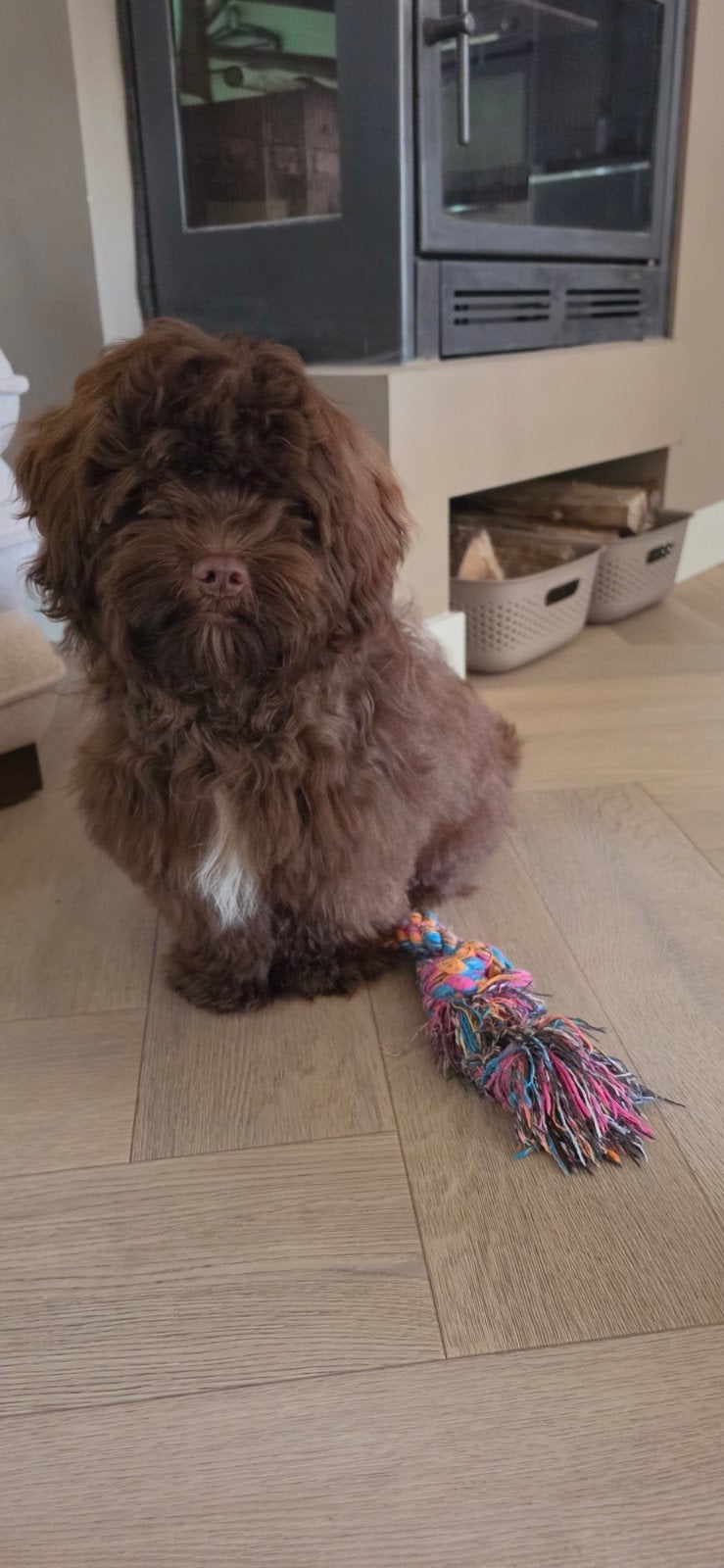 Shihpoo doodle toypoedel x shih tzu chocolade bruin puppy, Dieren en Toebehoren, Honden | Chihuahua's en Gezelschapshonden, Parvo
