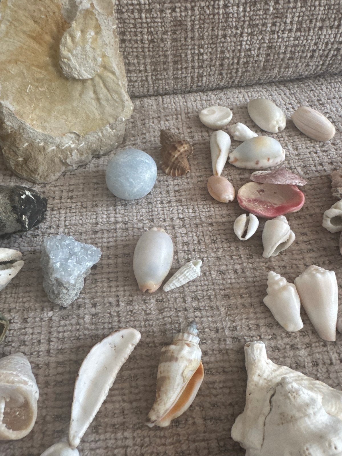 Diverse fossielen en schelpen collectie, Ophalen of Verzenden, Fossiel