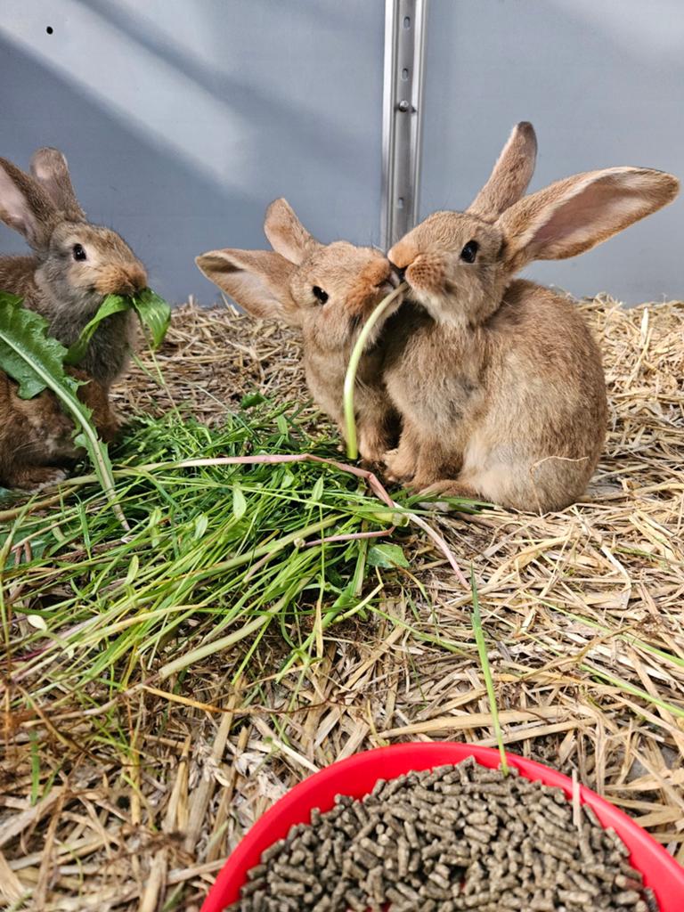 Konijnen Vlaamse reus, Dieren en Toebehoren, Meerdere dieren, Groot