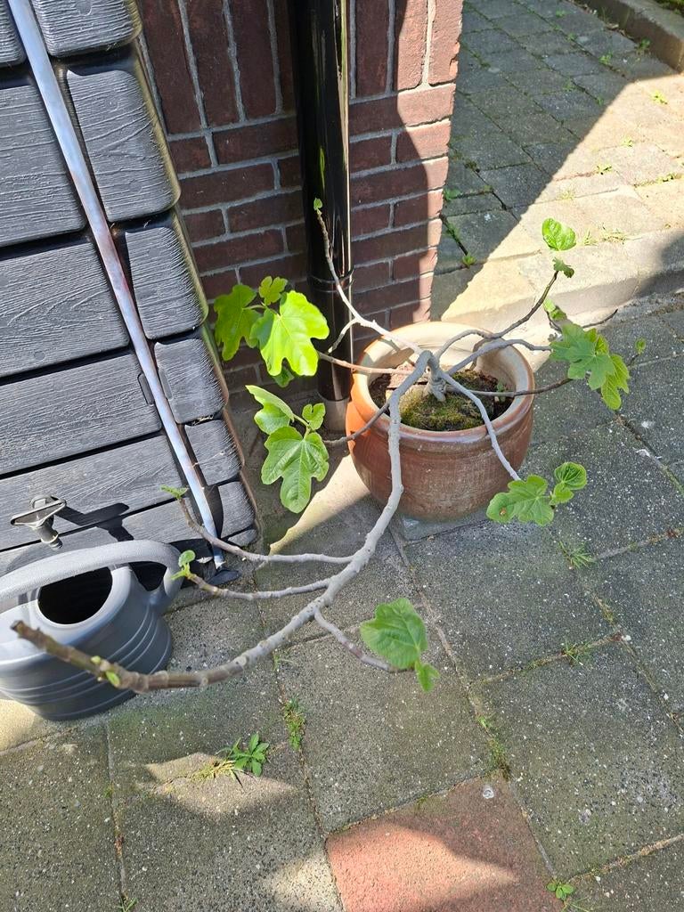 Vijg, Ophalen, Minder dan 100 cm, Vijgenboom