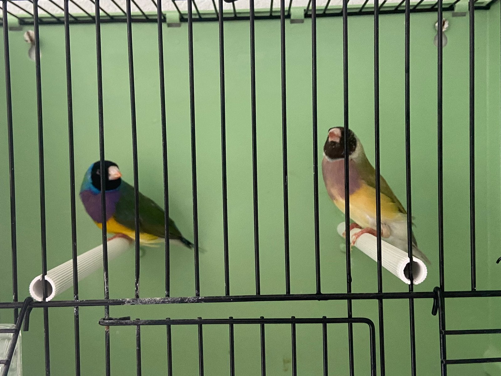 Cinnamon., Meerdere dieren