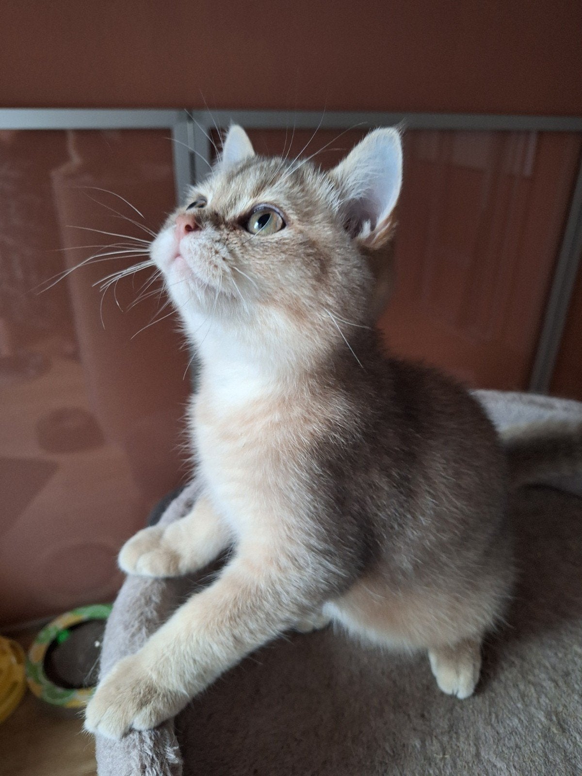 Brits korthaar katertjes samen verhuizen voor € 1500, Kater, Met stamboom