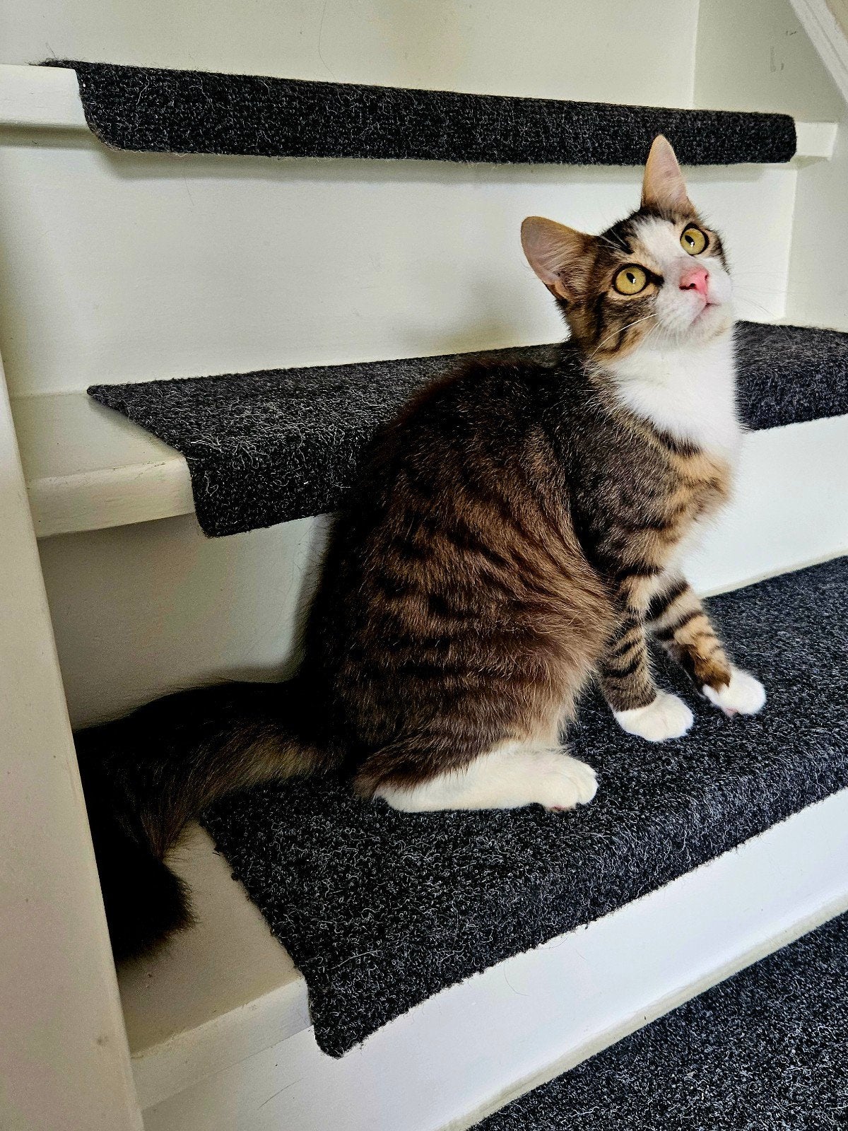 Lieve aanchankelijk Tomi 9 maand oud zoek gouden mantdje, Kater