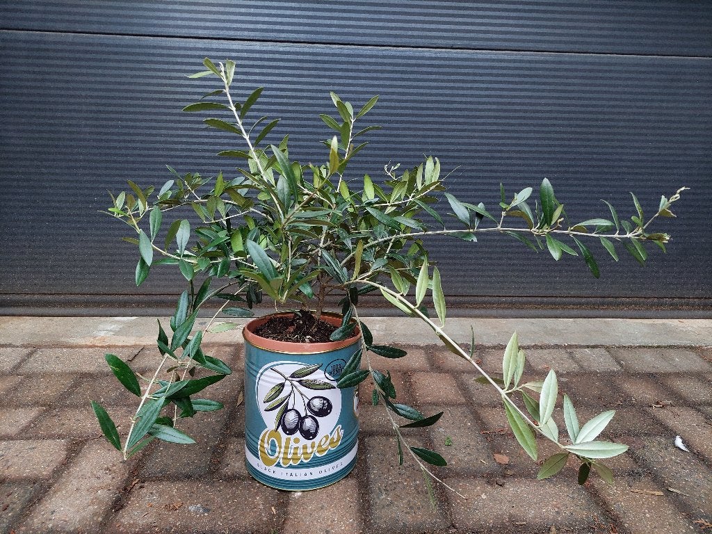 Olea Europaea - Olijfstruikje / Olijfboompje H: 52 cm., Olijfboom, Minder dan 100 cm, Zomer, Ophalen