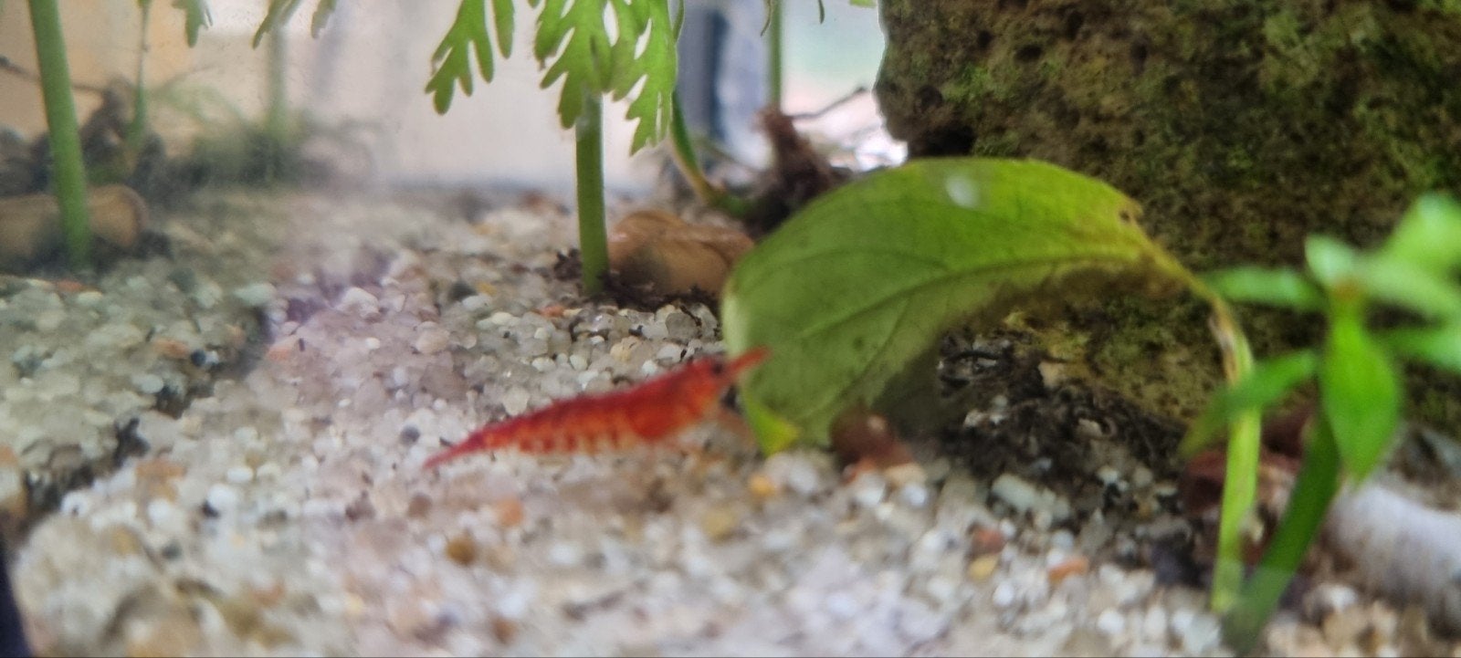 Vuurrode garnalen, Dieren en Toebehoren, Vissen | Aquariumvissen, Kreeft, Krab of Garnaal