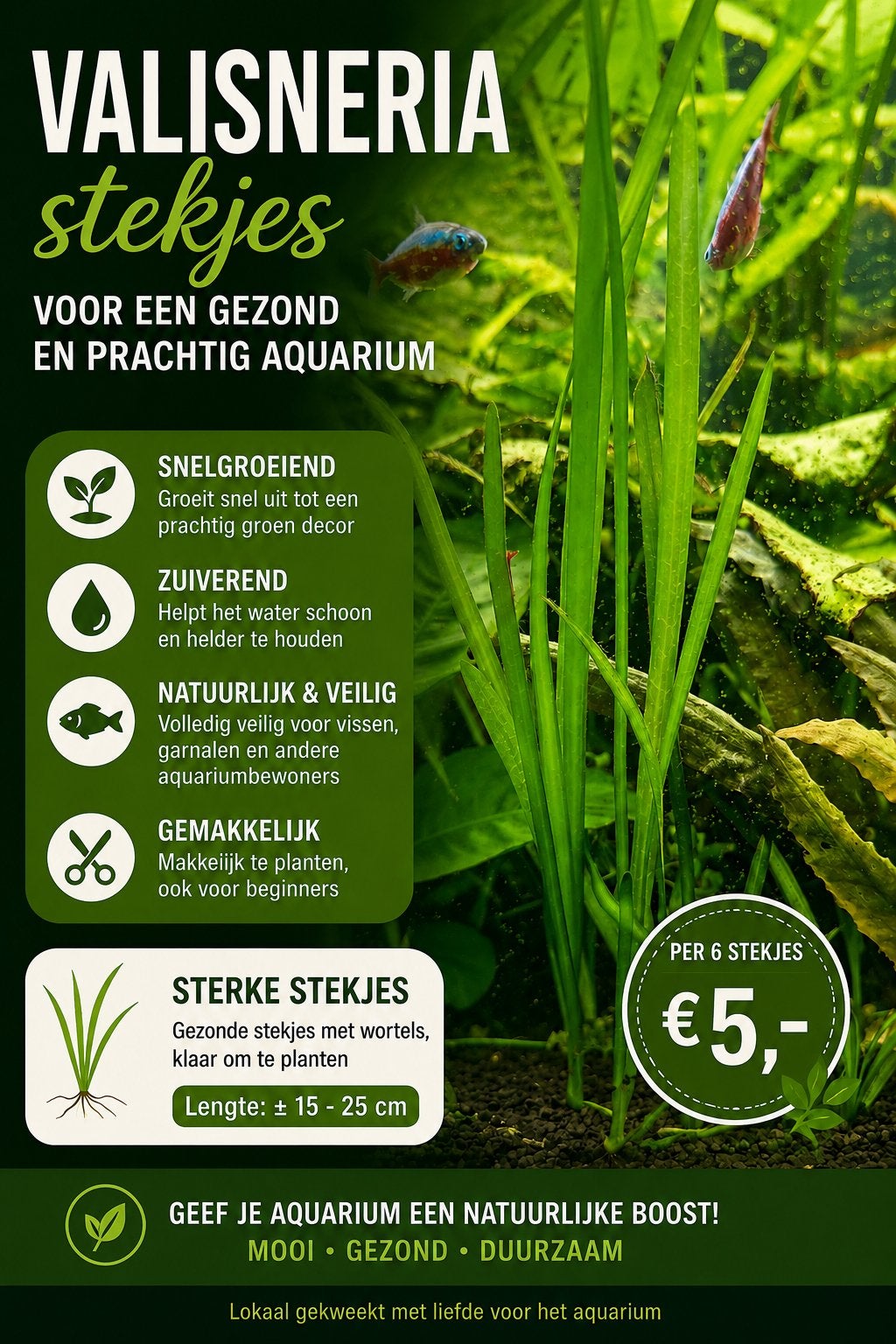 Valisneria stekjes, Ophalen, Nieuw, Plant(en), Steen of Hout