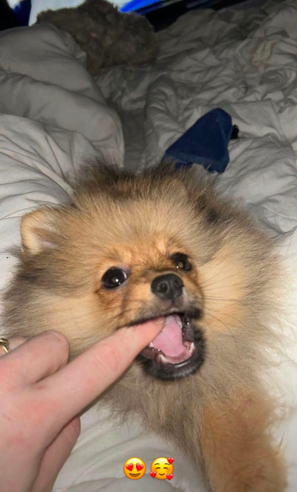 Zeer lieve sociale pomeriaan pup 9 maandjes, Dieren en Toebehoren, Parvo, Keeshond, 15 weken tot 1 jaar, Reu