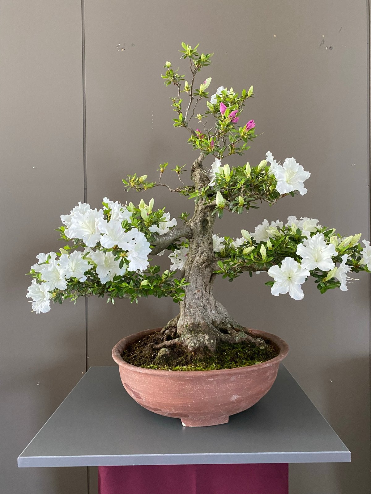 Bonsai satsuki azalea KAHO met Witte en Roze Bloemen, Vaste plant, Halfschaduw, Lente, Ophalen