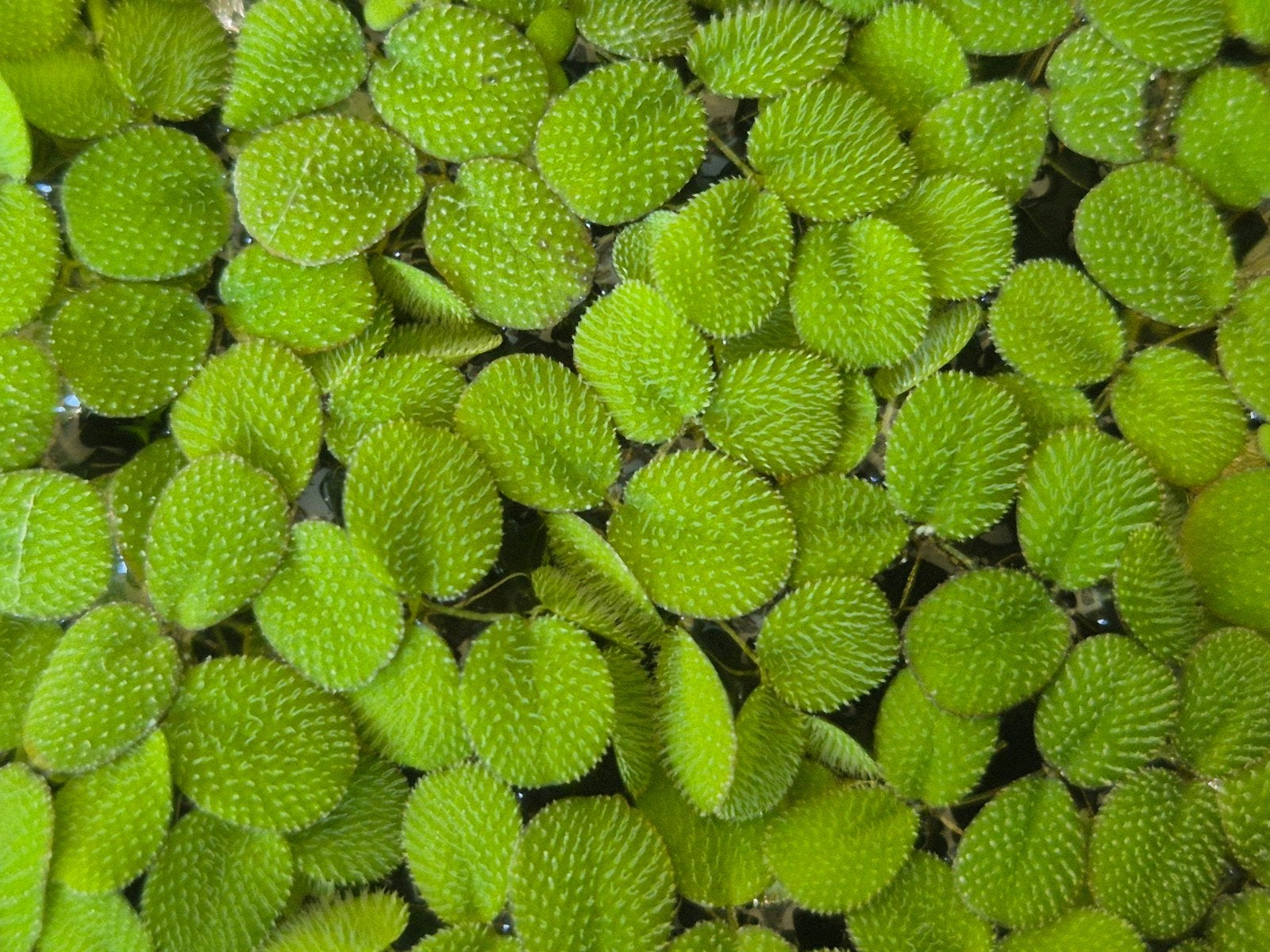 Salvinia Natans (Drijvende Aquariumplant), Dieren en Toebehoren, Ophalen of Verzenden, Nieuw, Plant(en), Steen of Hout
