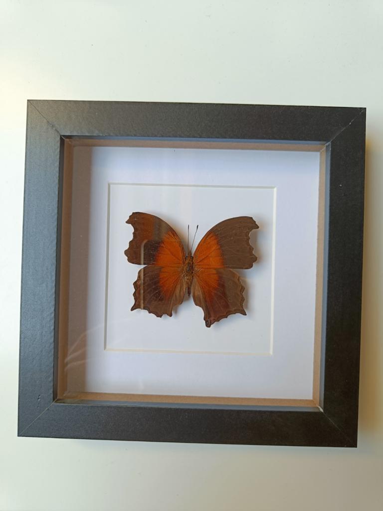 Ingelijste vlinder - Decoratieve wanddecoratie, Ophalen of Verzenden, Zo goed als nieuw, Insect, Opgezet dier