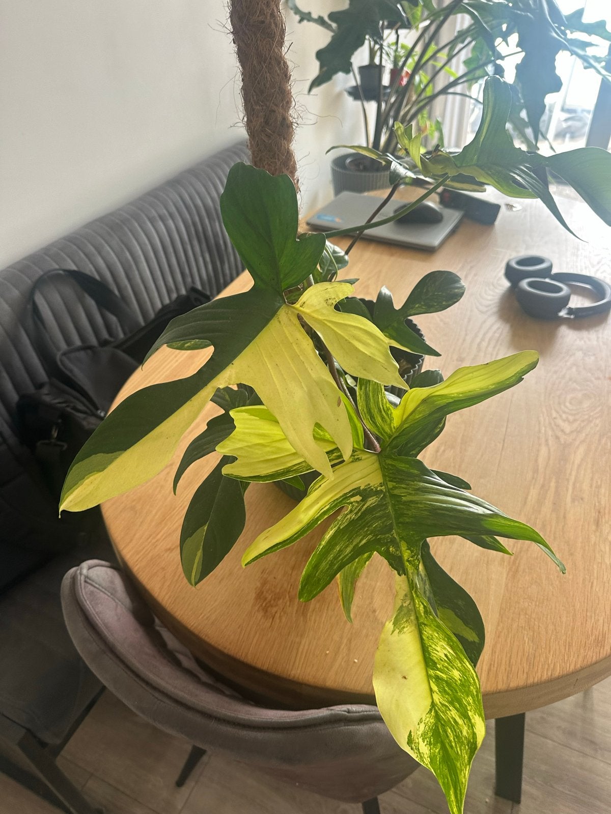 Philodendron Florida Ghost Variegata - Zeldzame Kamerplant, Overige soorten, Vaste plant, Ophalen of Verzenden, Bloeit niet