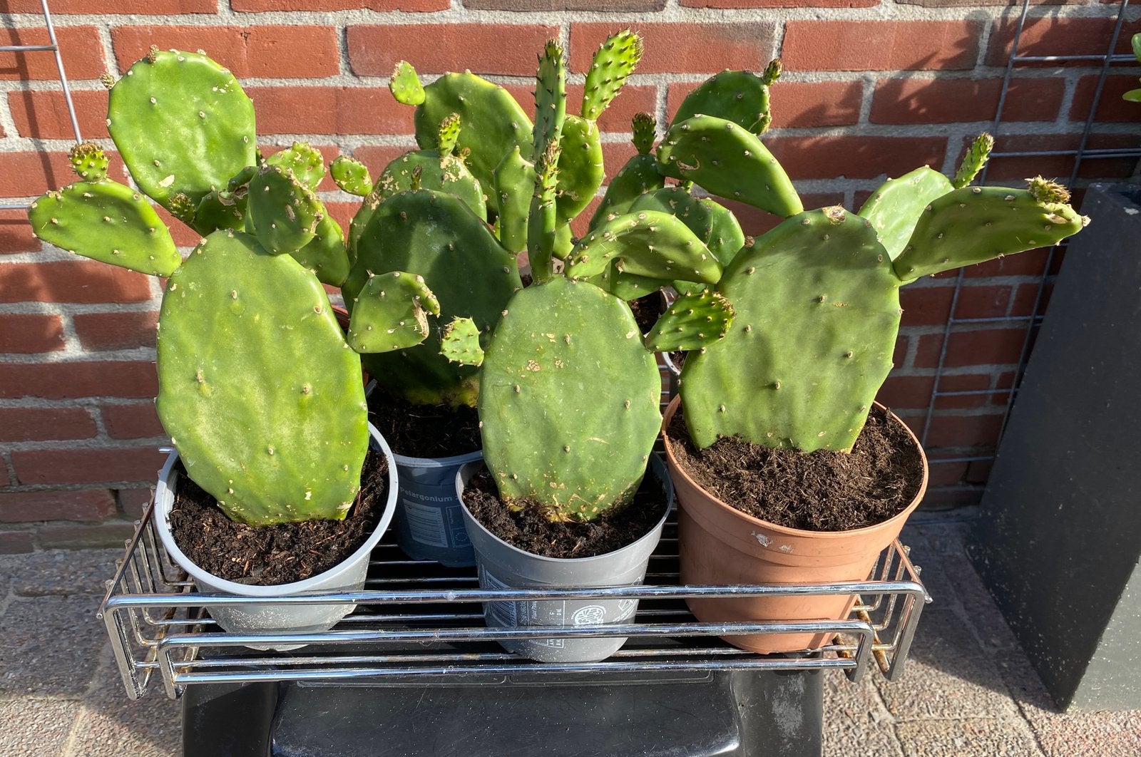 Diverse mooie cactussen € 7,50 p/st (Heerenveen), Ophalen, Overige soorten, Volle zon