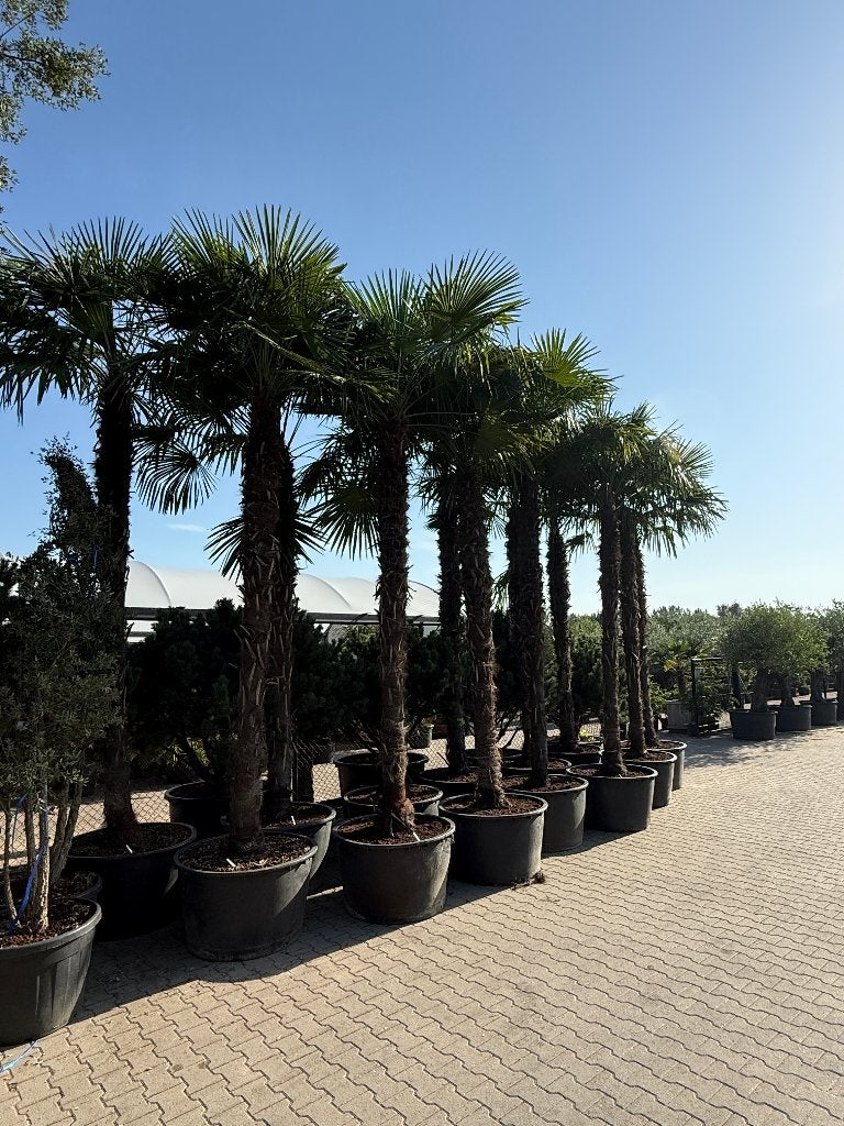 Trachycarpus fortunei palmbomen met stamhoogte 300-350 cm !!, Tuin en Terras, In pot, Halfschaduw, Ophalen of Verzenden, 250 tot 400 cm